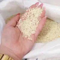 برنج فجر و چمپا