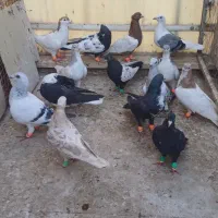 کفتروکبوتر رنگی