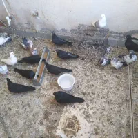 کبوتر