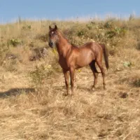 اسب نریان ۵ ساله