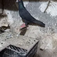 سلام‌قارا‌نر‌۶۰۰هزار
