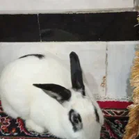 خرگوش