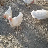 مرغ