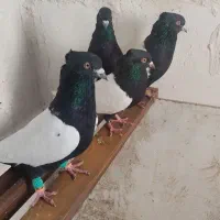 ماده سینه ای