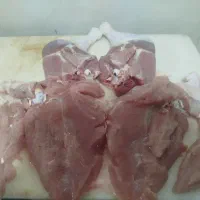 بوقلمون محلی