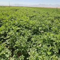 سیب زمینی بذری (کارلیا)