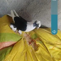 کبوتر ابلاغ نر