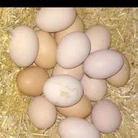 تخم مرغ برهما لایت نطفه دار