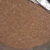 گندم دیمه