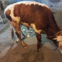 فروش خریدارگاوافتاده فلج یا کسل حال وگوشتی