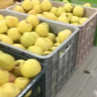 فروش جعبه حمال تعداد ۵۰۰۰ عدد