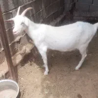 بزسانن همرا دوکیلو شیربه بالا