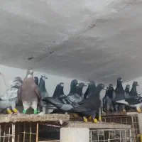 کفتر بوم