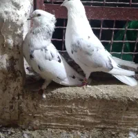 کبوتر|پرنده|گرگان, |دیوار