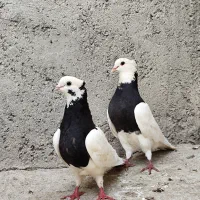 کبوتر