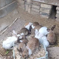 خرگوش نر و ماده