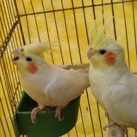 عروس هلندی