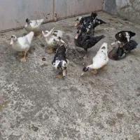 فروش همه به قیمت مناسب
