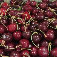 گیلاس درشت وارگانیک