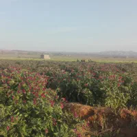 گل محمدی