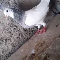 طوقی نر|پرنده|جیرفت, |دیوار