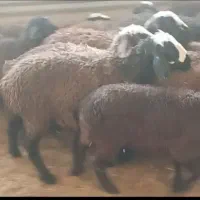بره نر پای پروار