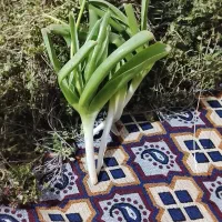 سبزی کوهی