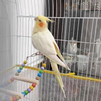 عروس هلندی مولد