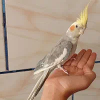 عروس هلندی نر سخنگو