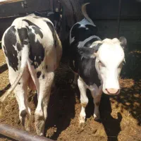 2راس گوساله