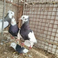 طوقی|پرنده|کوهین, |دیوار