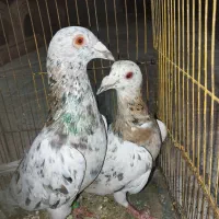 کبوتر هفت رنگ