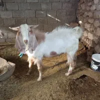 پازن درجه یک