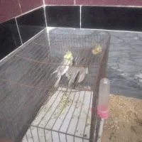 عروس هندی نروماده جفت دستی