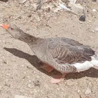 قوغاز