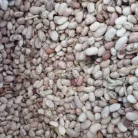 لوبیا لوبیا چیتی