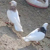 کبوتر