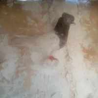 کبوتر
