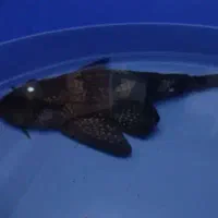 ماهی لجنخار