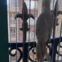 عروس هلندی