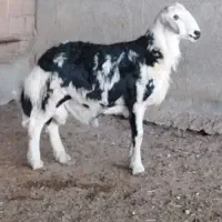 قوچ یک ساله خال سیاه لخت پوست گاوی بروجردی