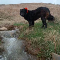 لاس قدرجونی