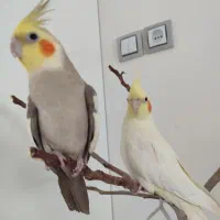 عروس هلندی گم شده