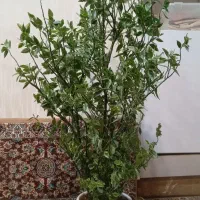 گل خوشکل وسرحال