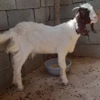 چبش ماده پاکستانی ۱۰ ملیون تخفیف هم داره