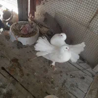 کبوتر دم چتری همراه جوجه معاوضه ای