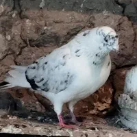 کبوتر تهرانی