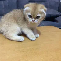 توله اسکاتیش فولد دوماهه