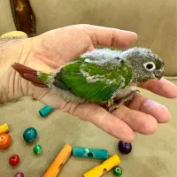 طوطی گرینچیک نرمال حلقه پا
