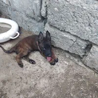 توله سگ مالینویز
